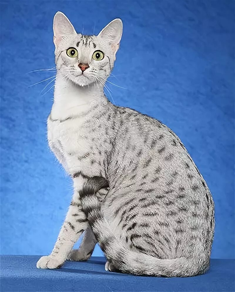 Коты - аристократы. КотоВедение Дзен