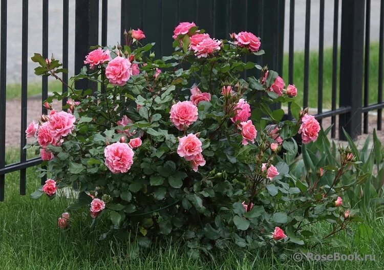 дримвивер роза плетистая. дрим уивер dream weaver роза. дрим уивер энциклопедия. дрим уивер dream weaver роза. дрим уивер (dream weaver).