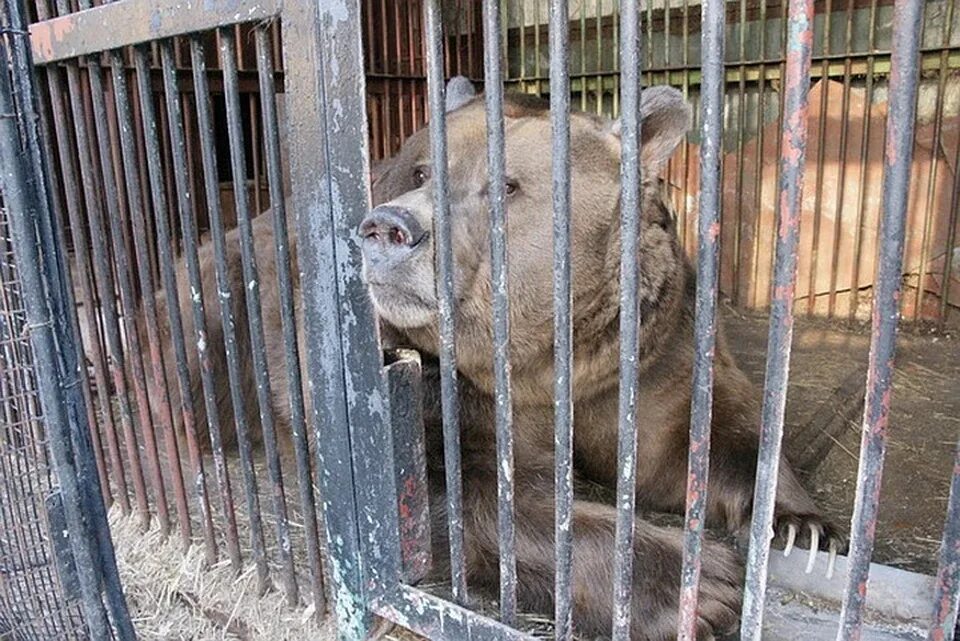 Воронежский зоопарк Воронеж. Воронежский зоопарк на левом берегу. Зоосад. Животные Воронежского зоопарка на левом берегу.