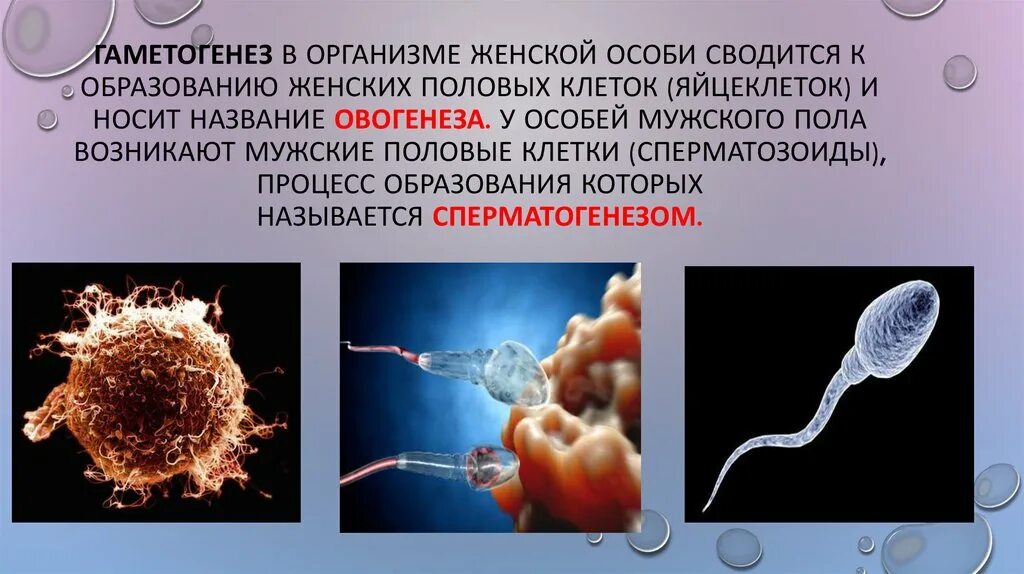 Процесс образования женских половых клеток называется. Процесс образования мужских половых клеток. Образование женской половой клетки - яйцеклетки происходит. Биологическая роль гаметогенеза. Женские гаметы образуются в результате