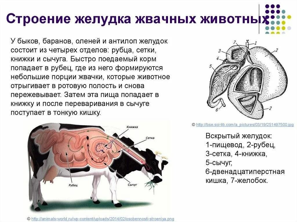 Особенности желудка жвачных