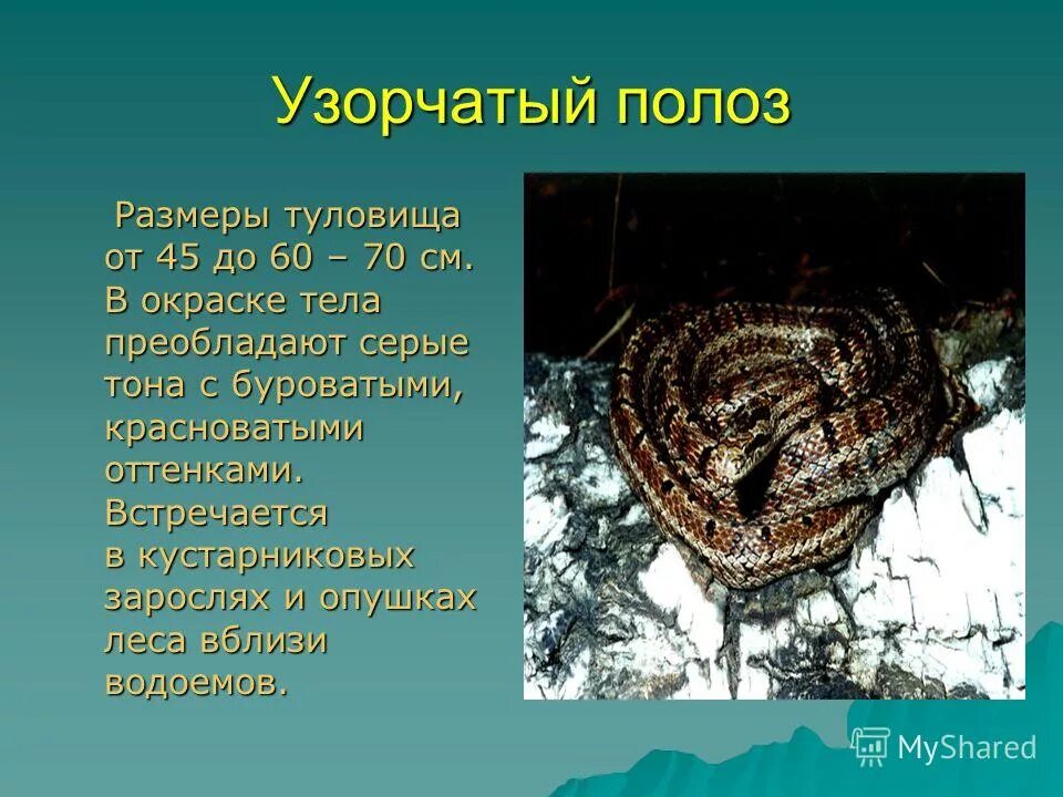 Растения и животные красной книги республики бурятия. Узорчатый полоз красная книга. узорчатый полоз причина исчезновения. животные из красной книги бурятии. красная книга бурятии животных.