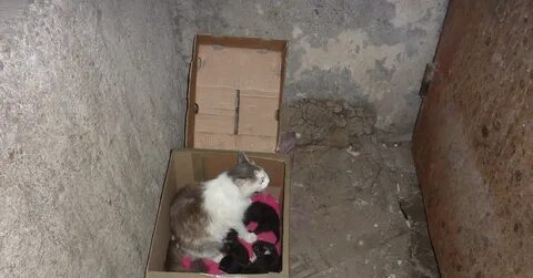Псков котята в добрые