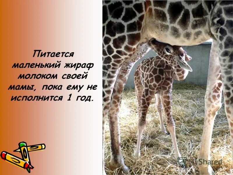 жираф в зоопарке. жираф фото. жираф пьет. жираф молоко. жираф пьет молоко матери.