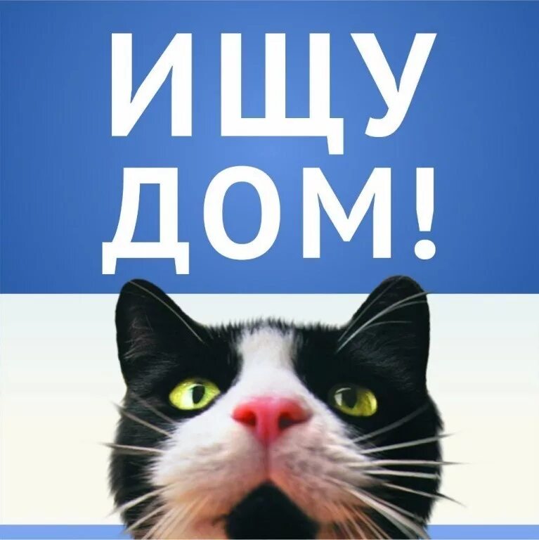 Том найди себе дом. Кошка ищет дом. ищу дом. котята ищут дом. кошке нужен дом.