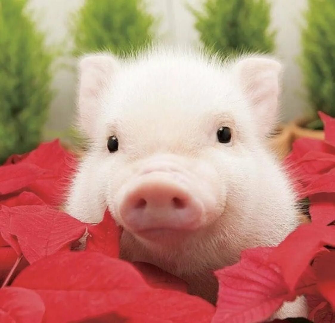 Включи фотки свинок. Свинка Пигги. Свинка минипиг. Поросёнок мини Пиг. Свинки мини Пиги.