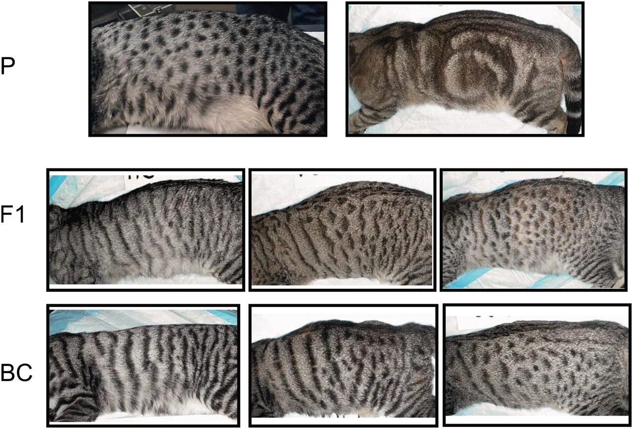 Шотландские кошки расцветки табби. Окрас табби у кошек шотландской. Шотландские котята окрас табби. Шотландец окрас табби. Ген короткой шерсти а у кошек