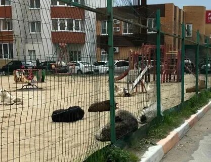 Безнадзорные животные рязань