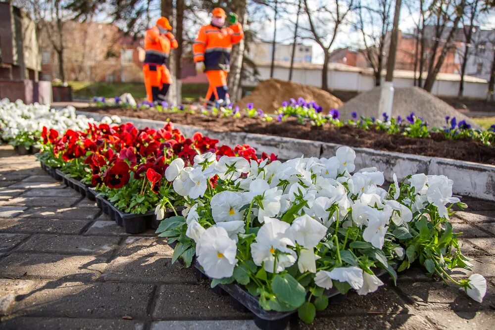 Какие цветы высаживают на улице. Высадка цветов в Подмосковье. Цветники в городе Подмосковья. Благоустройство парковки цветы бордюров. Более 5,5 млн цветов высадят в 2023 году в Петербурге.