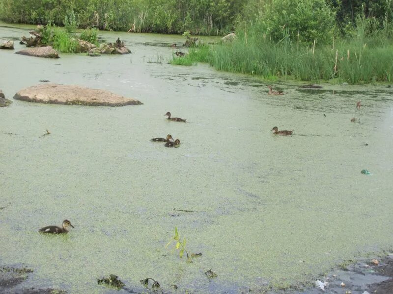 Утиное болото Пермь. ООПТ утиное болото Пермь. Пальтинское болото Пермский край. Большое Камское болото в Пермском крае.