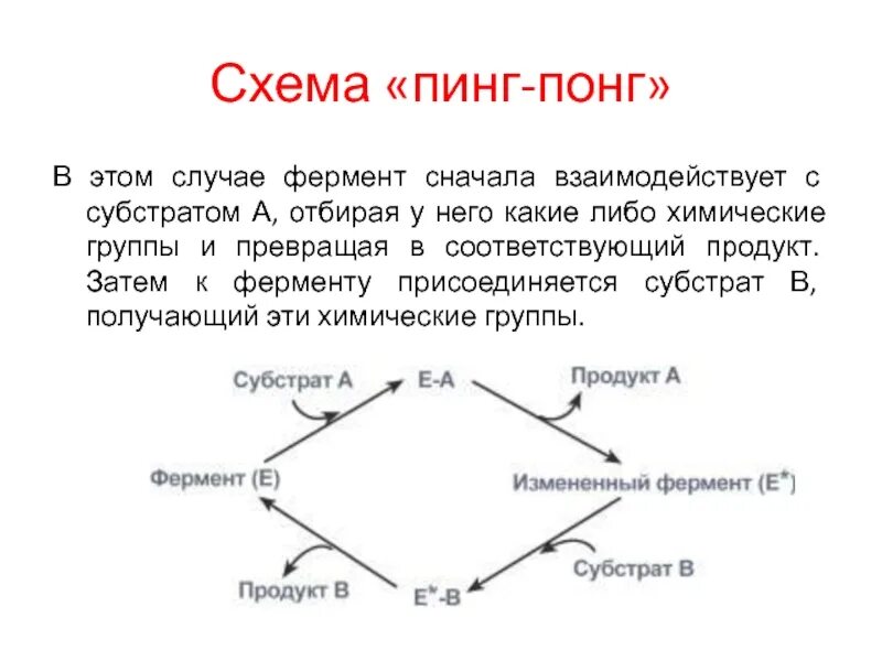 Пинги от бывшей. Ферментативная реакция пинг понг. Реакция пинг понг ферментов. Гидролазы схема. Механизм пинг-понг в работе фермента.