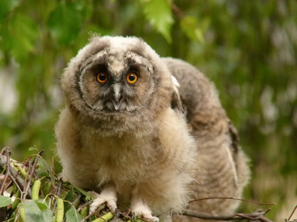 Антикафе с совами в москве. Сова москва. Совиный дом проспект мира. Совиный дом москва. Сова екатеринбург.