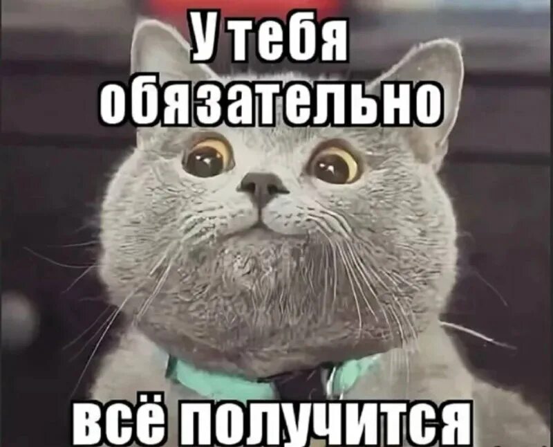 Сможешь кот. Где правильно гладить кота. Кот задумался. Скинь котика. Кот мог.