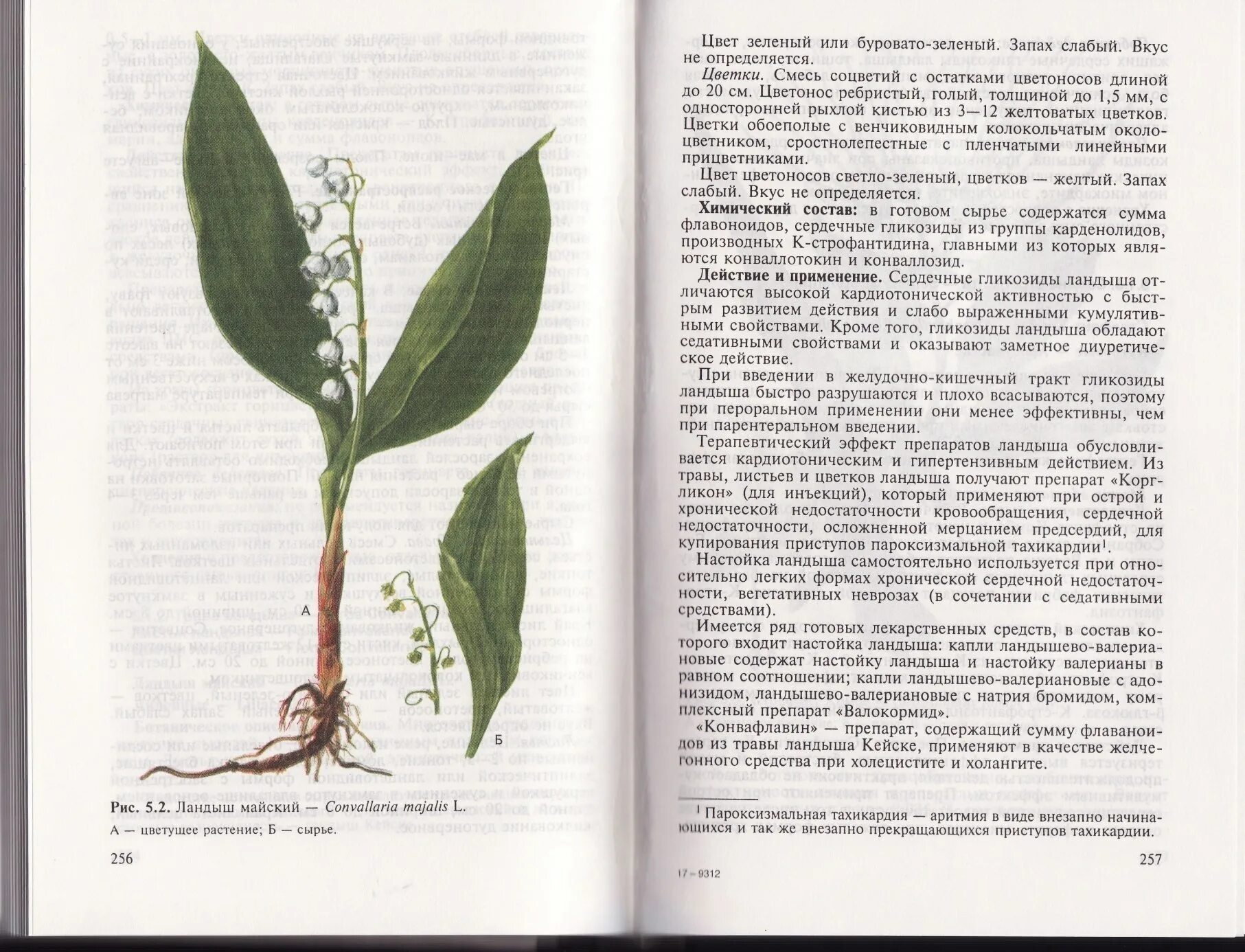 Корневая система ландыша. Трава ландыша фармакопея. Строение ландыша.