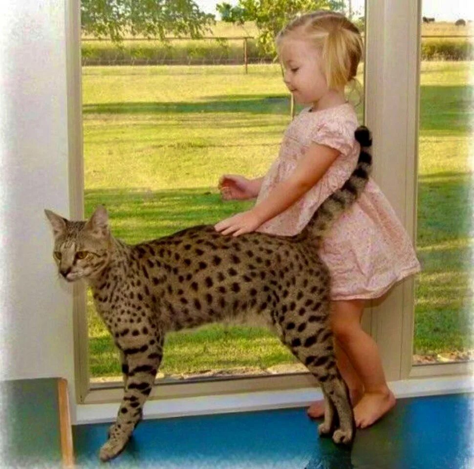Большая кошка какая порода. Сервал Ашера Саванна. Мейн кун Ашера. Саванна кошка. Ашера (кошка).