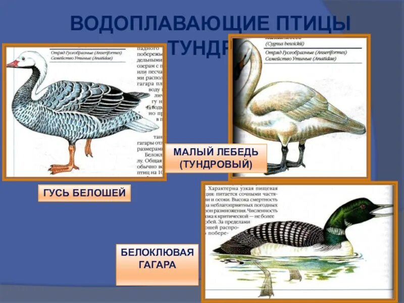 Особенности водоплавающих птиц. Отряды водоплавающих птиц. Водоплавающие птицы строение. Водоплавающие птицы названия. Водоплавающие птицы тундры.