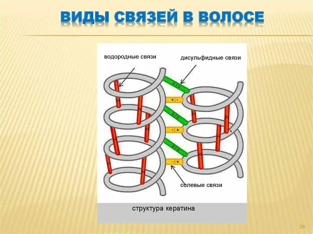 Водородные мостики. Связи в волосе схема. Химические связи в волосе. Связи в волосах. Дисульфидные связи.