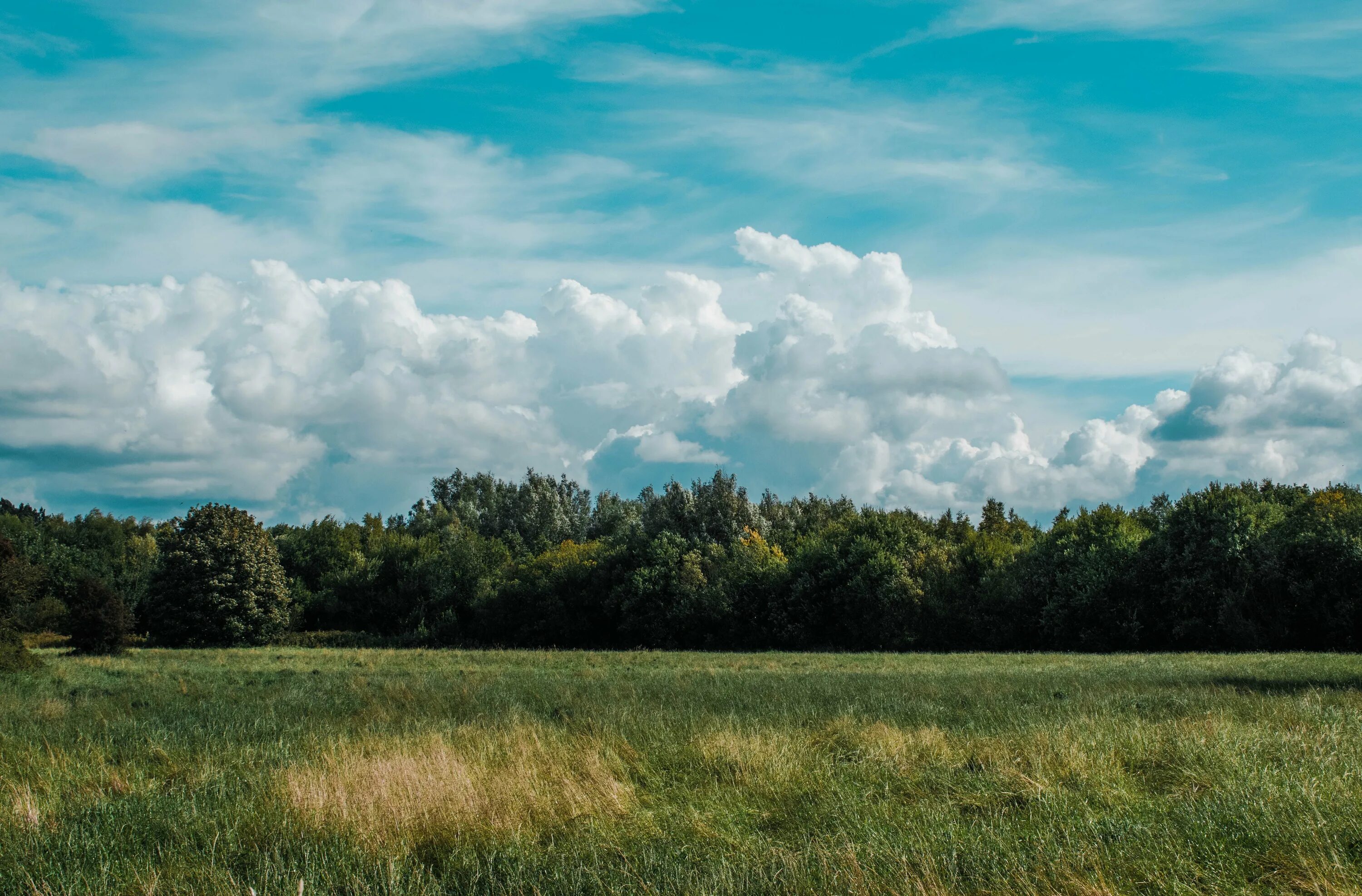 Небо лес. Панорама леса. панорама природа. лес на горизонте. лес и небо.