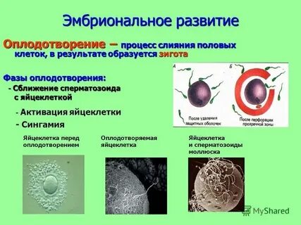 После слияния половых клеток образуется