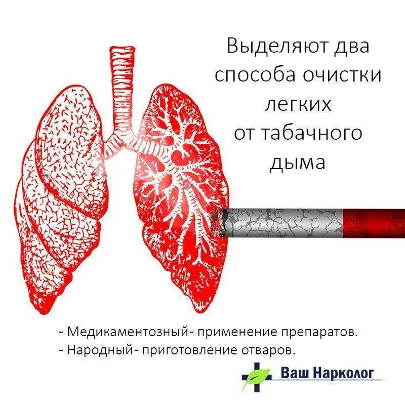 Как быстро очистить бронхи от мокроты. Легкие и бронхи курильщика. очистка бронхов и легких.