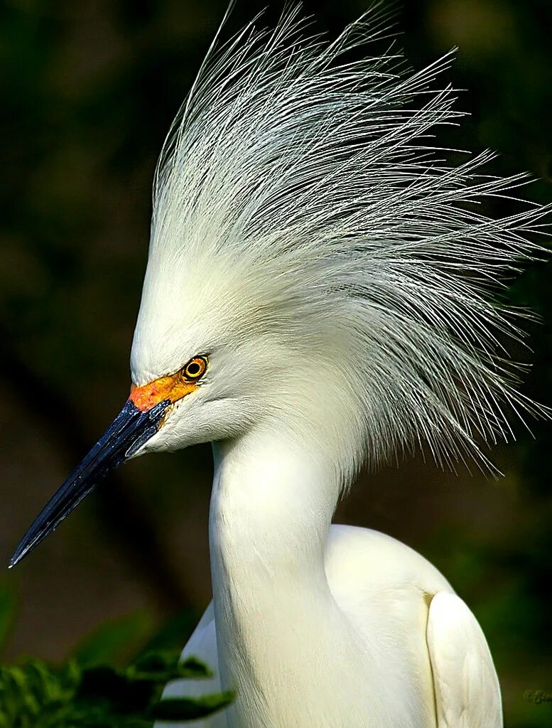 Хохлатая синица титмаус. Хохлатая пичуга птица. Хохлатая цапля. Птичка с белым хохолком. Чибис болотный.