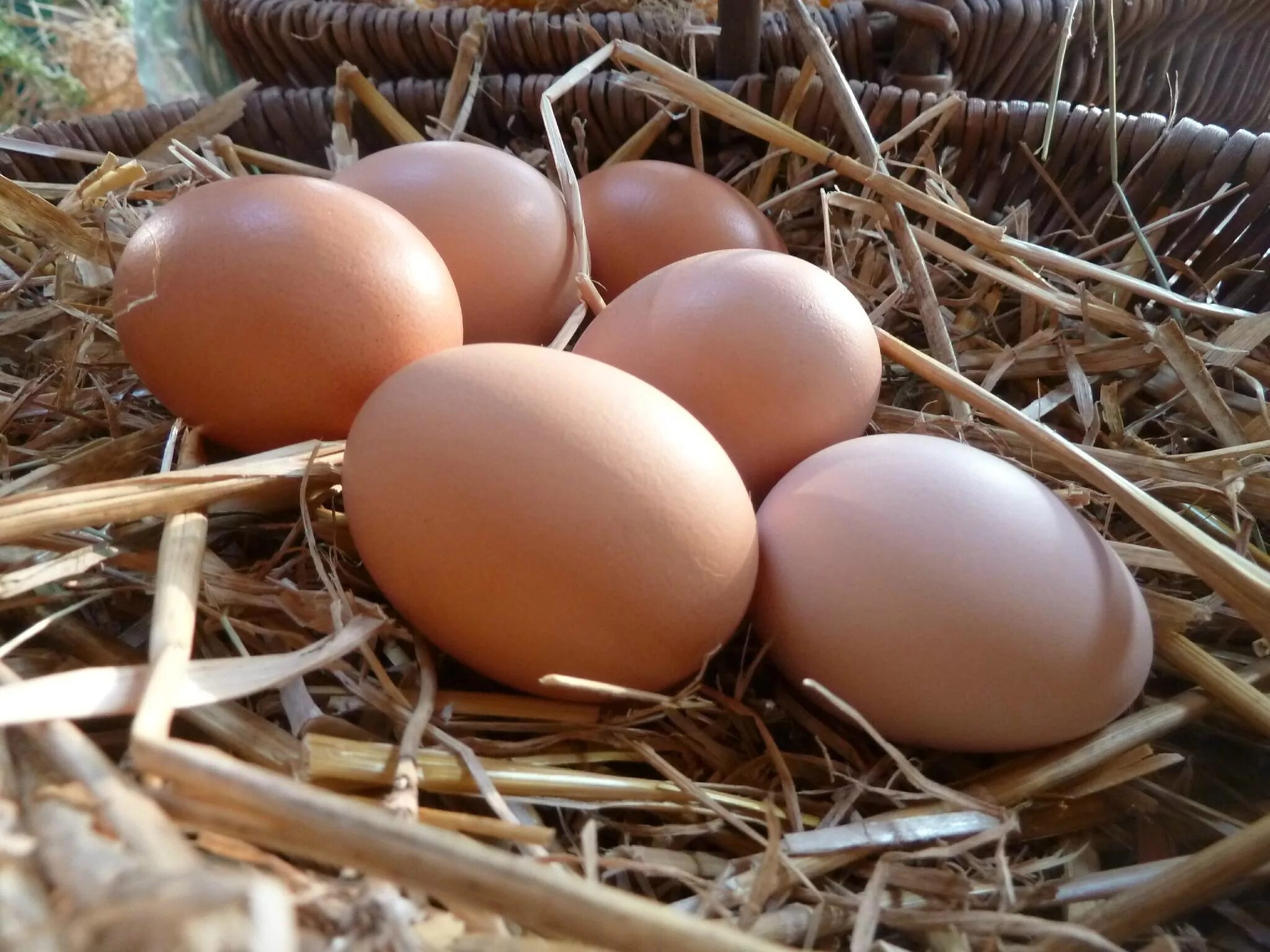 Домашние куриные яйца. Яйцо домашнее куриное. Яйца Деревенские. Яйца куриные Деревенские.