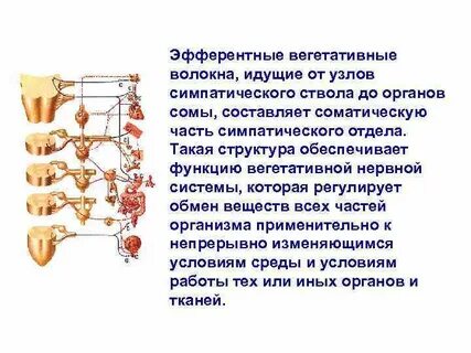 Что такое симпатический отдел