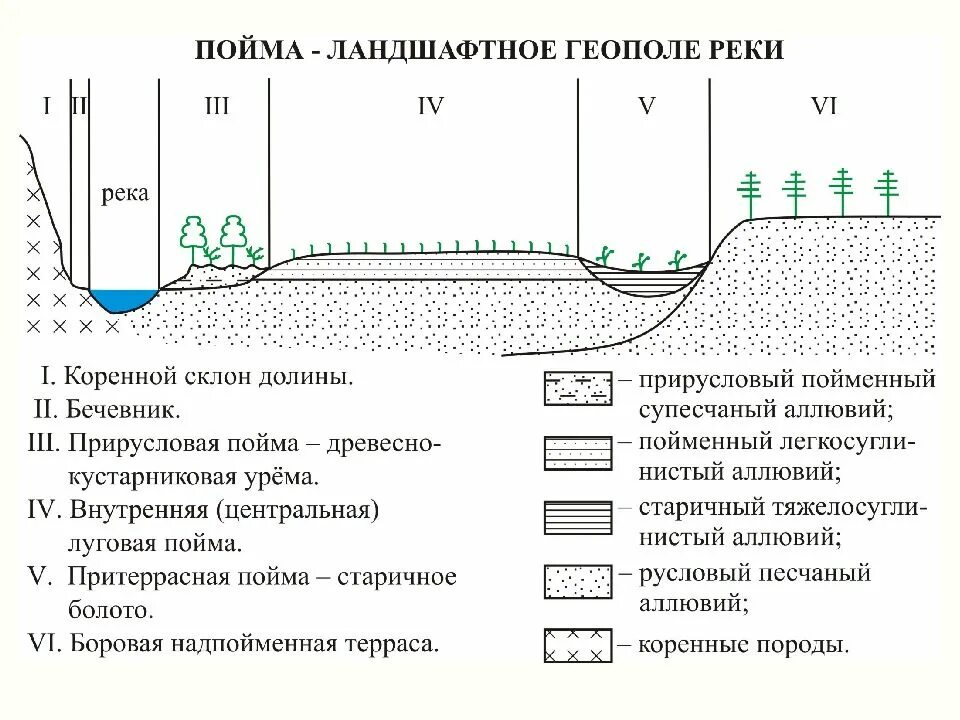 Пойма что это такое. Строение Поймы реки схема. Строение Речной Поймы схема. Структура Речной Поймы. Части реки Пойма.