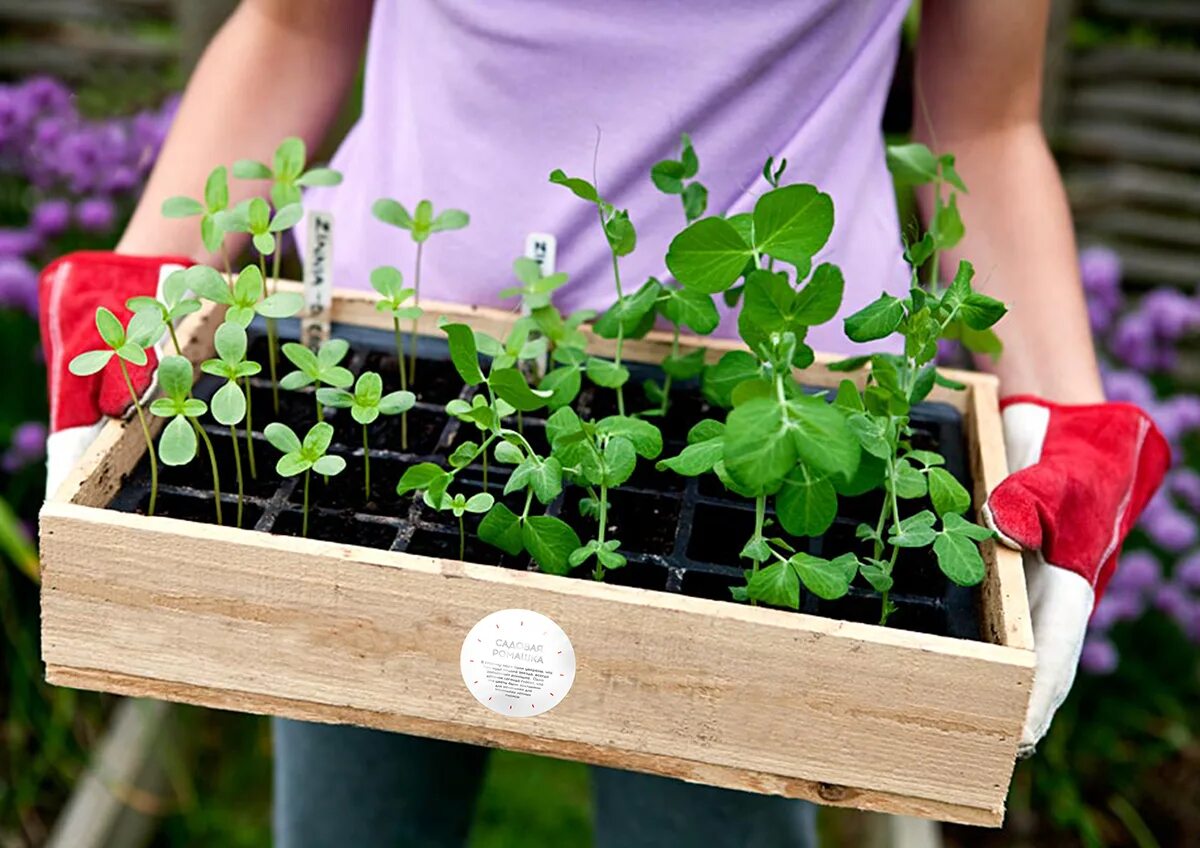 Сажать цветы на английском. Дети сажают цветы. Сажать цветы на английском. Как сажать растения для дошкольников картинки. Как растет цветок.