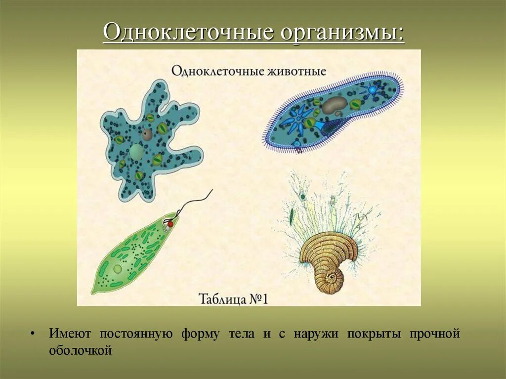 Одноклеточные организмы не имеющие оформленного