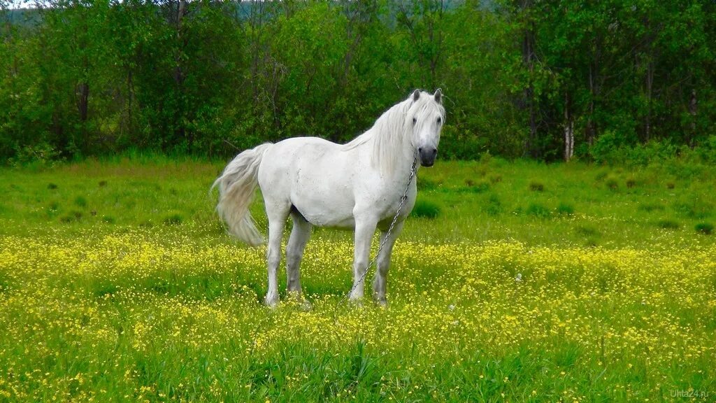 Белые кони кадышевой. Белый конь. Лошади на лугу. Кони на лугу. Белая лошадь пасется на лугу.