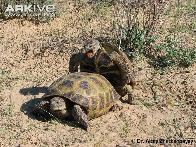Черепаха приходит первой. Неизученная черепаха с длинными лапами. Черепаха около развалин. Вышла черепаха. Как оплодотворяются черепахи.