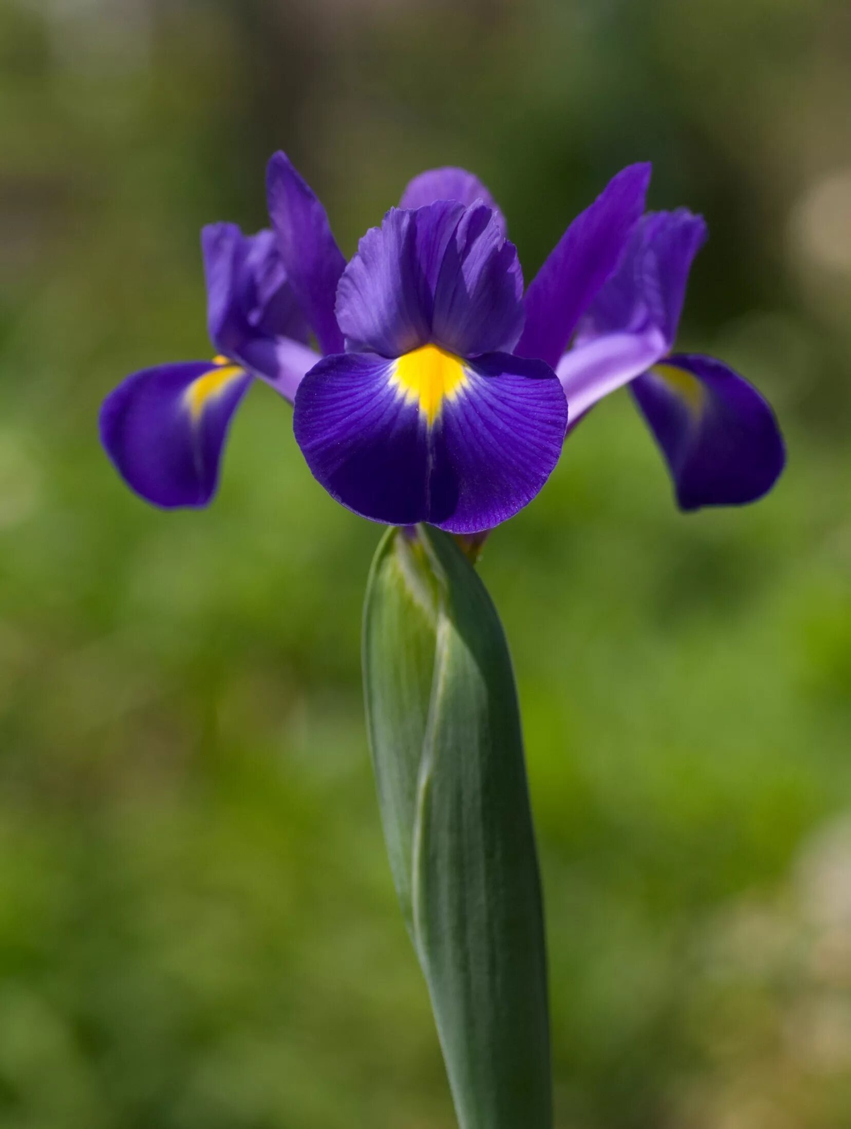 Ирис венгерский. Iris subg. Iris. Ирис (Iris pallida). Iris subg. Xiphium. Ирис растение значение