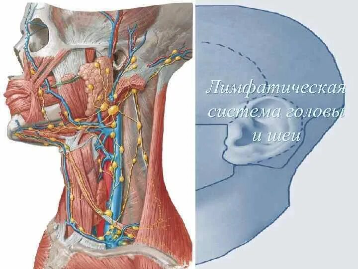 Лимфоузел в мышце. Лимфатическая система лица анатомия. Шейные лимфоузлы анатомия. Лимфатическая система лица и шеи анатомия.
