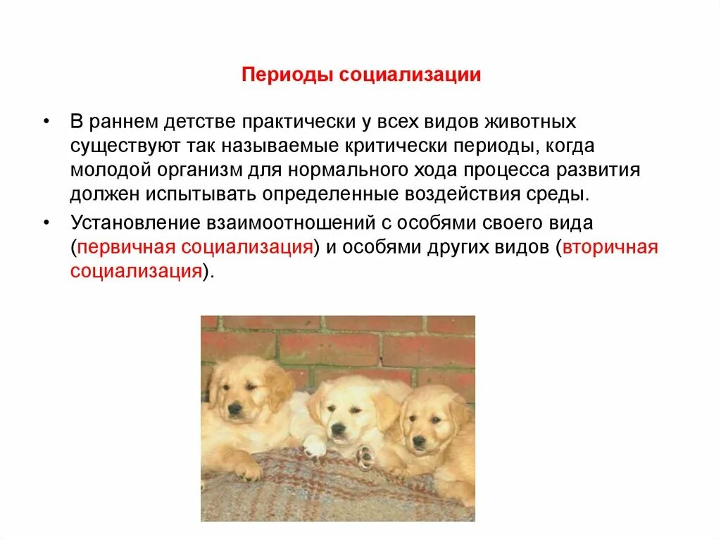Как социализировать собаку