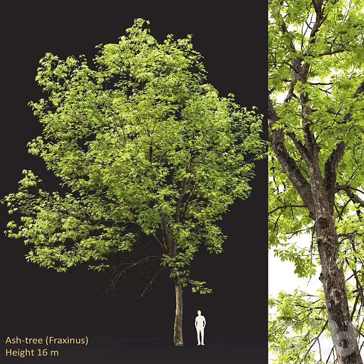 Ясень mp3. Ясень орегонский. ясень ash. ясень speedtree. ясень мелколиственный.