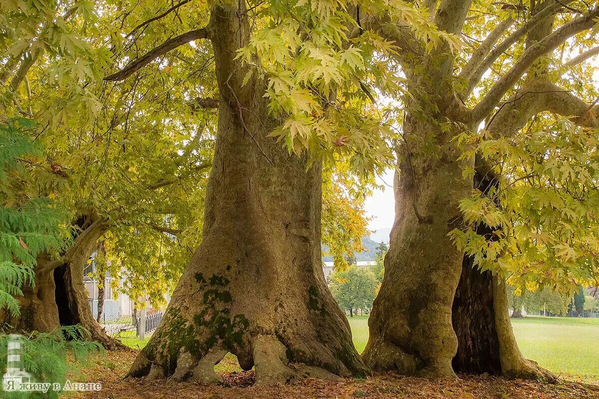 Что такое чинара. Платан Абхазия дерево. Платан Чинара дерево. Дерево жизни Платан Абхазия. Платан вечнозеленый.