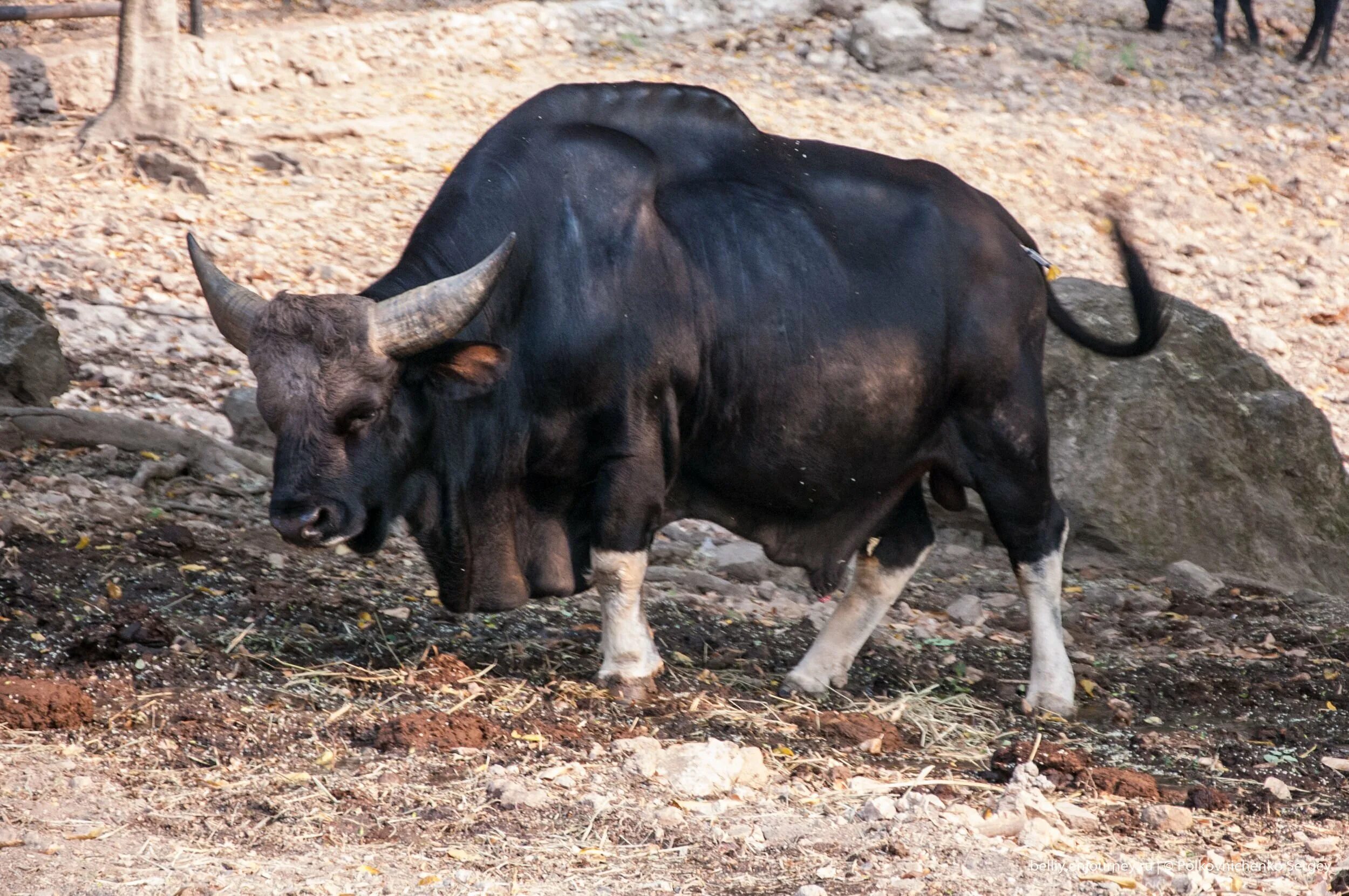 Дикий бык сканворд 4. Зебу, гаял, буйвол. Гаур. Гаял бык дикий. Огромный бык.