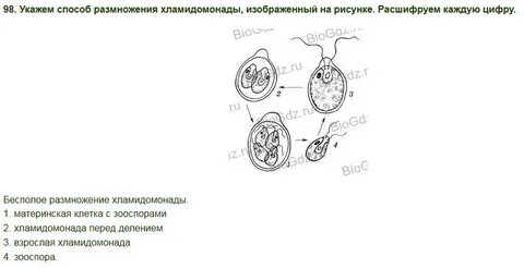 Напишите правильную последовательность размножения хламидомонады