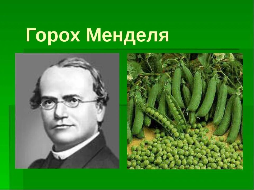 Грегор Мендель горох. Грегор Мендель генетика горох. Грегор Мендель опыт с горохом. Опыт Менделя с горохом.