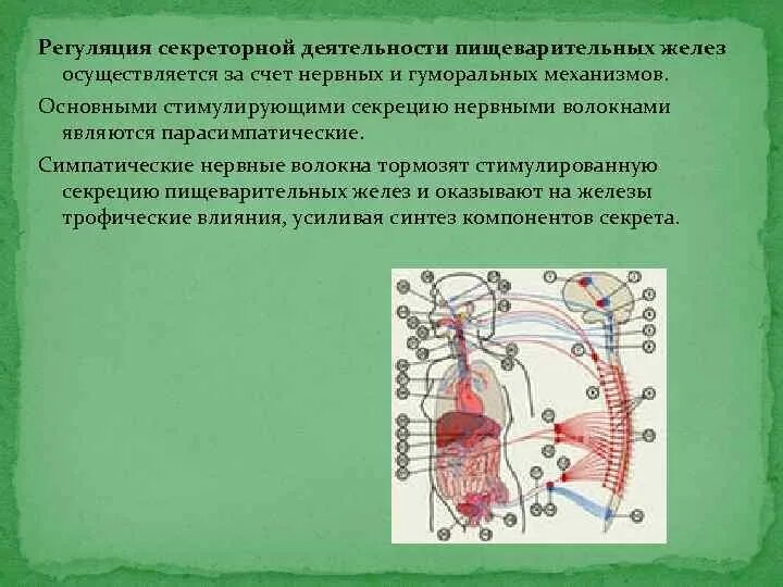 Механизм возбуждения желудочных желез. Секреторная деятельность желудочных желез. Регуляция деятельности пищеварительных желез. Механизмы регуляции деятельности пищеварительных желез.