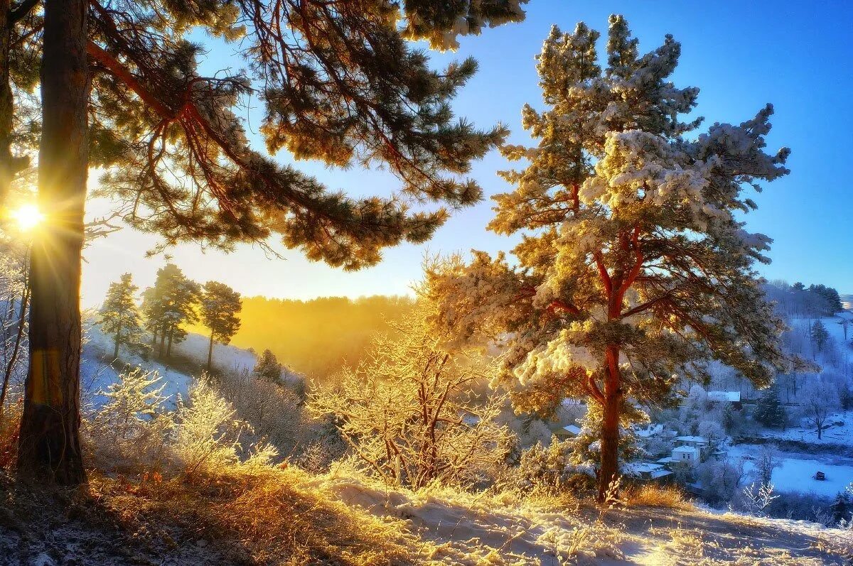 Сосны и ели под солнцем. Зима солнце. Зимний лес солнце. Солнечный зимний день. Сосновый лес зимой.