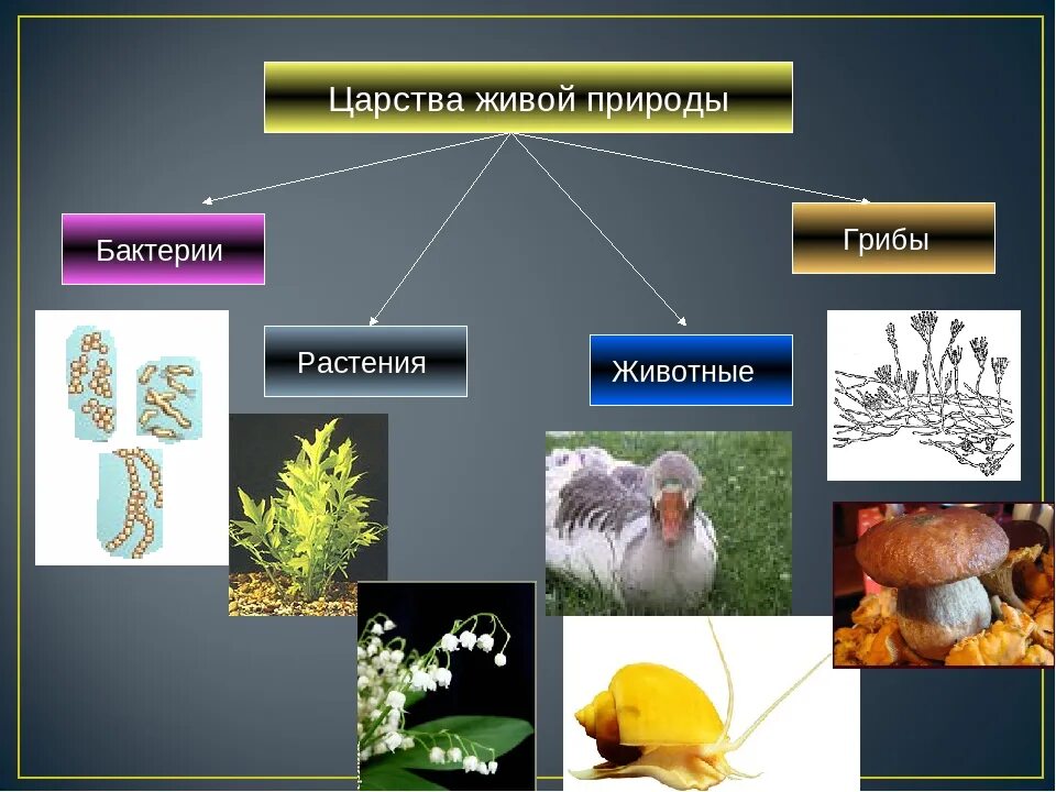 Царство животных царство растений царство грибов царство бактерий. Царство бактерий и грибов. Царства живой природы 5 класс биология. Царство грибов животных.