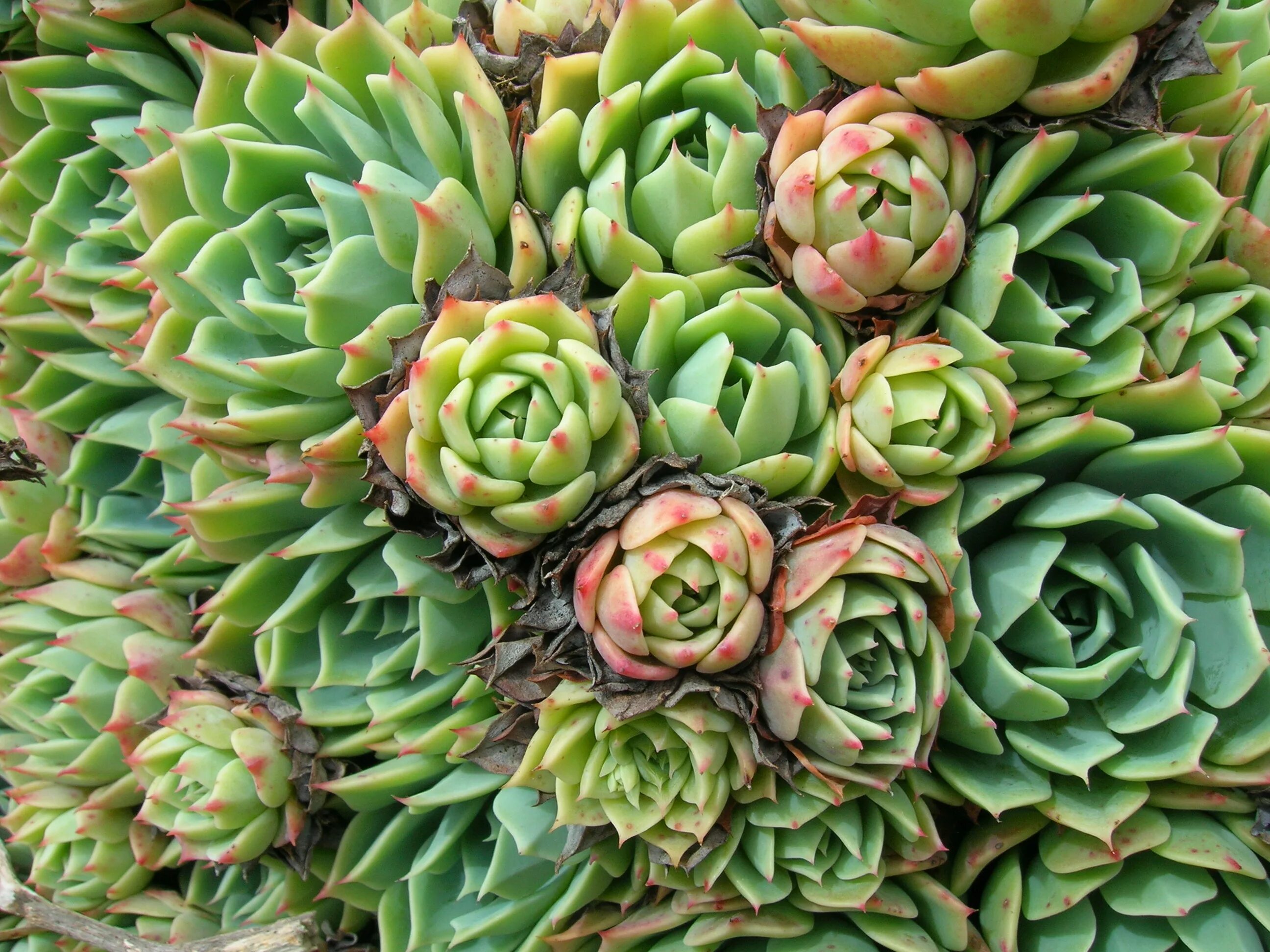 Эхеверия как ухаживать в домашних. Молодило Кассиопея. Молодило Sempervivum Cassiopea. Суккулент эхеверия. Эчеверия эхеверия.