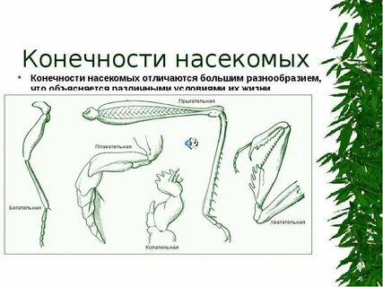 Насекомые 3 пары ходильных ног