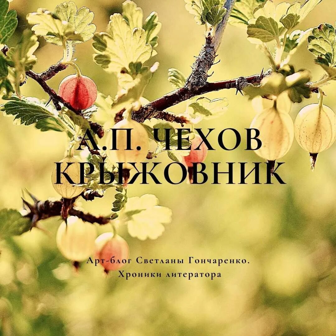 Крыжовник чехов читать полностью. Произведение крыжовник чехов. иллюстрации к рассказу чехова крыжовник.