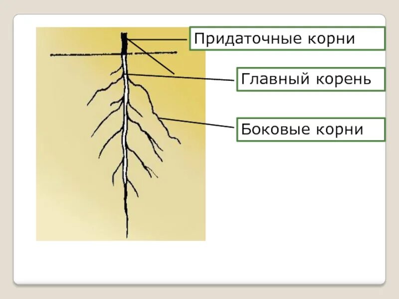 Боковой главный придаточный корневой. Главный корень боковой корень придаточный корень. Главный корень боковые и придаточные корни. Придаточные боковые и главный корень. Боковые и придаточные Корн.