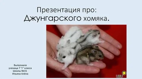 Описание джунгарского хомяка