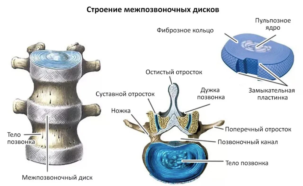 Тело пластинчатых имеет. Межпозвоночны ЙДИСКИ состояит их. Замыкательная пластинка межпозвоночного диска. Строение диска позвоночника человека. Студенистое ядро межпозвоночного диска.