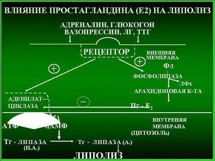 Простагландины что делают